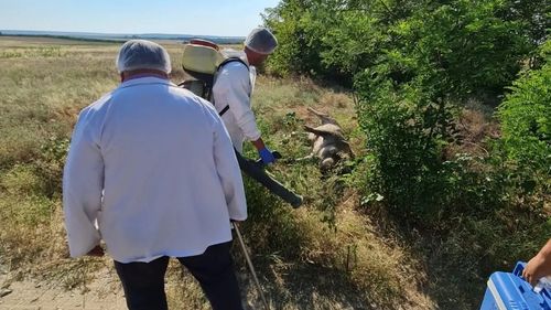 Mai mulţi porci, găsiţi morţi pe un câmp în județul Dolj / Specialiștii DSV iau în considerare o posibilă intoxicație cu solanină, toxină produsă de planta cartofului