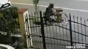 VIDEO Alerte care anunță prezența urșilor în municipiul Sibiu / Miercuri a fost filmat unul într-un cartier, joi a fost semnalat altul în apropierea aeroportului