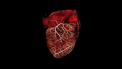 A fost descoperită ”celula inginer": construiește artere noi pentru a readuce sângele la inimă după un atac de cord / Cercetarea ar putea îmbunătăți în viitor calitatea vieții și speranța de viață