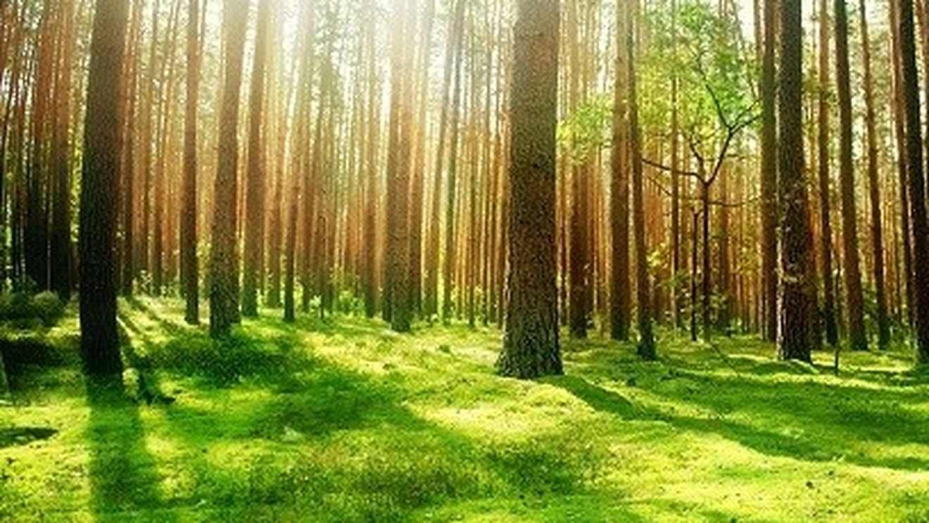 Șeful Inventarului Forestier Național: DIICOT a cerut acum câteva luni raportul privind cele 38 de milioane de metri cubi de lemn tăiat anual din păduri