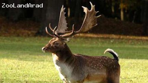 Dâmbovița: Rezervația de la Bolovani va adăposti o populație de cerbi lopătari