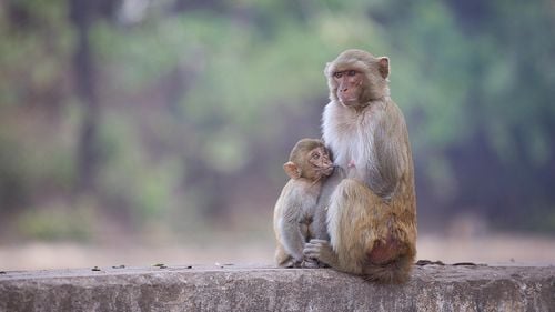 Spania şi Portugalia anunță primele 30 de cazuri de variola maimuței, o boală rară în Europa/ Boala este endemică în Africa de Vest, nu are tratament și se vindecă de la sine/ Care sunt simptomele