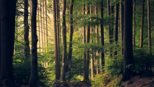 ”Noul Cod silvic a dublat suprafaţa pe care se poate construi în pădure/ Parcă este scris de dezvoltatorii imobiliari”, semnalează deputata USR Diana Buzoianu