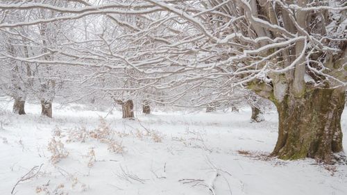 Povestea „Pădurii cu Povești Nemuritoare” de la Nucșoara, unde oricine poate adopta un fag secular, ajunge în paginile The New York