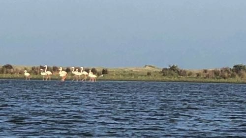 USR PLUS anunță că începe procesul de alegere a noului guvernator al Deltei Dunării / Selecția începe joi prin dezbateri publice cu asociațiile interesate