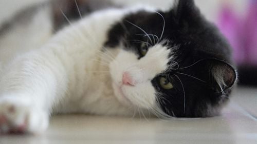 Poți să rănești sentimentele pisicii tale? Prietenul tău blănos nu este atât de insensibil pe cât pare! (VIDEO)