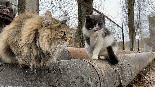 Pisicile din Cernobîl: cum au supraviețuit radiațiilor și dezastrului. De ce există mai mulți câini decât pisici în Zona de Excludere / Povestea animalelor abandonate de stăpâni în 1986