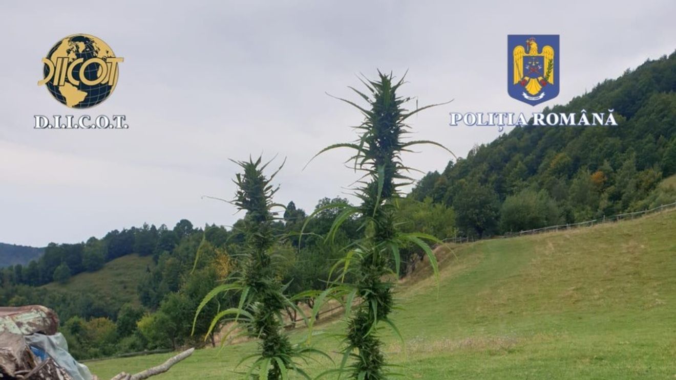 Cultură de canabis la o familie din Bistrița Năsădud  / Două persoane au fost arestate preventiv