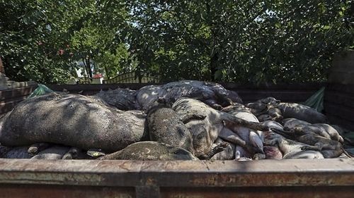 Încă cinci judeţe au intrat azi în cod roşu din cauza pestei porcine. Fermierii se tem că virusul va cuprinde toată ţara până în decembrie. Ţăranii ignoră avertismentele, vând porcii online şi îi transportă în ţară ilegal