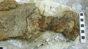 O groapă comună din perioada vikingă, descoperită în orașul englez Cambridge, conţine rămăşiţele unui bărbat operat pe creier