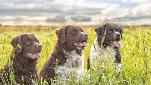 Câini dresați să depisteze buruienile toxice: Suedia testează o metodă revoluționară pentru culturile agricole. Detectivii cu blană pot înlocui pesticidele