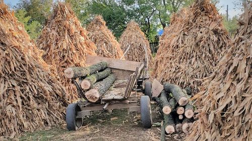 Încă un caz de agresiune asupra unui pădurar care a surpins o acțiune de furt de arbori