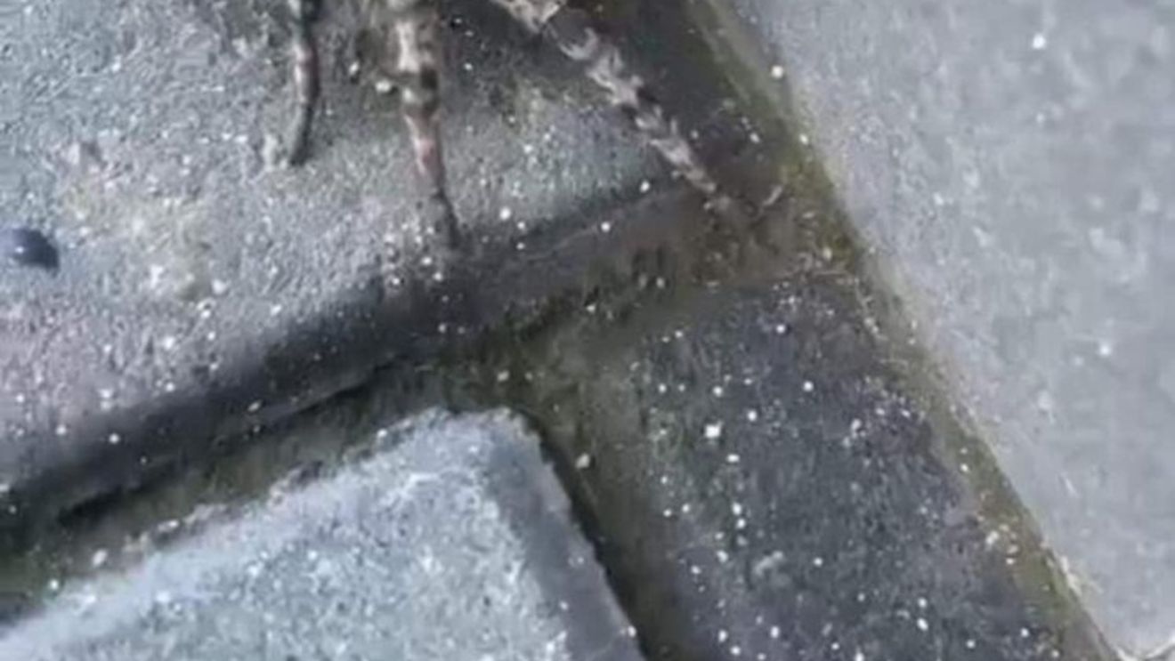 FOTO Tarantulă românească, găsită într-un cartier din Voluntari: ”Nu încercați să-l manipulați! Deși nu atacă decât foarte rar oamenii, acesta poate să muște” / Tarantula (Lycosa singoriensis), a fost trezită din hibernare cel mai probabil din cauza excavațiilor din zonă