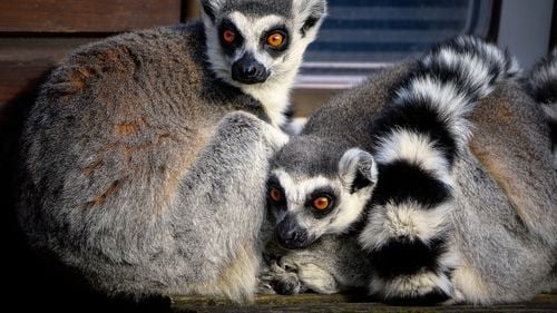 Doi lemuri născuţi în captivitate, noile atracţii de la Zoo Ploieşti-Bucov / ”Stau pe afară, rar intră în adăposturi, chiar şi iarna”