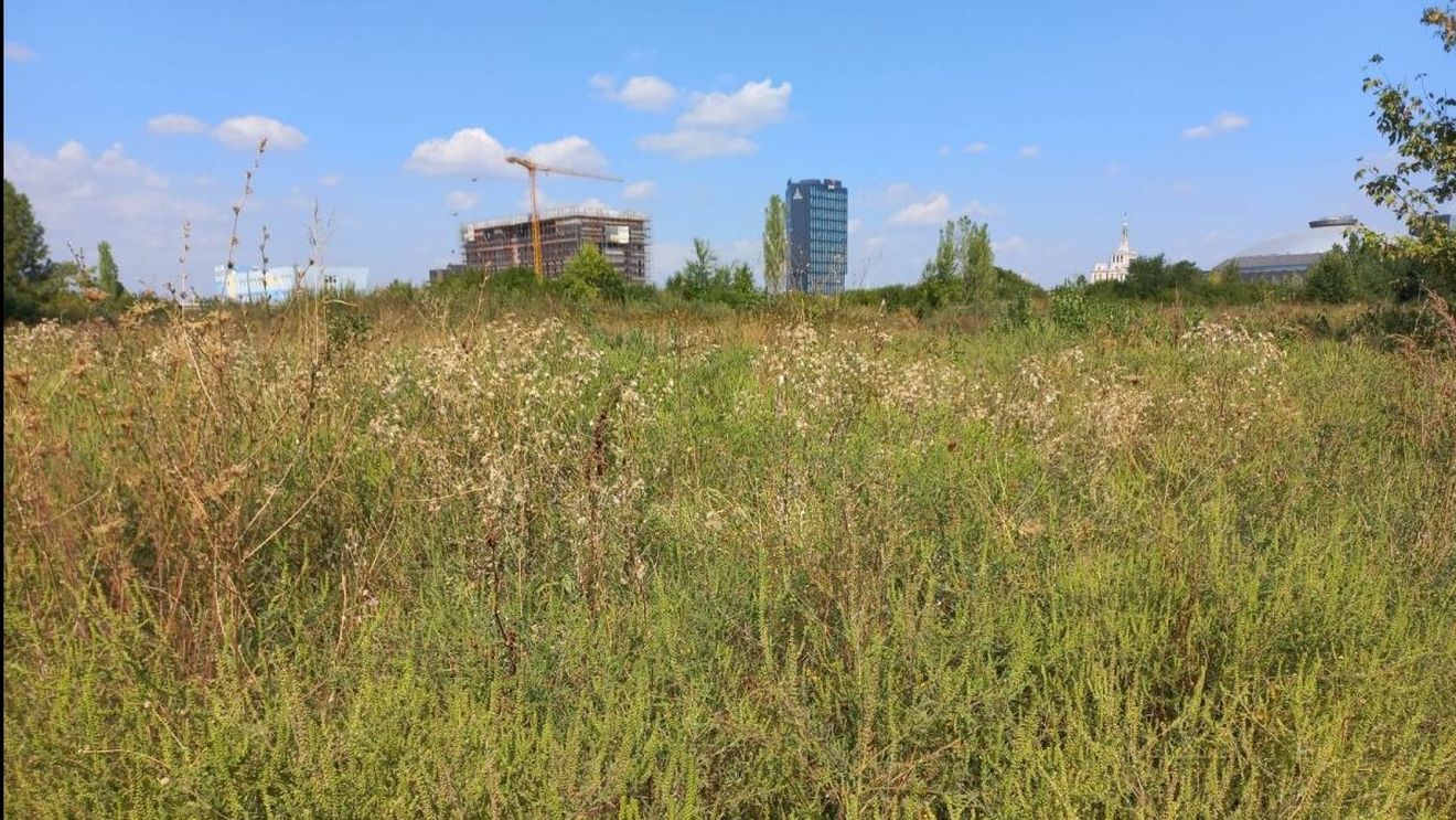 Aproape 400 de bucureșteni au fost amendați pentru că nu au distrus ambrozia de pe terenurile deținute. Primăria Sectorului 1 a aplicat cele mai multe amenzi, Primăria Sectorului 5 a notificat și instituții ale statului