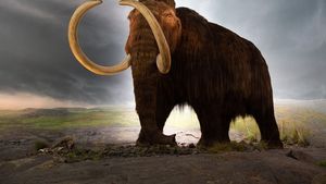 Mamuții hibrizi cu păr lung ar putea reveni în regiunile Arctice în șase ani dacă un proiect revoluționar american de inginerie genetică reușește