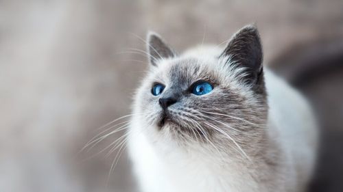 Un studiu dezvăluie o etapă importantă în istoria domesticirii pisicilor. Noile dovezi ADN arată că primele feline domestice au cucerit Europa acum 2.000 de ani, nu în neolitic, așa cum s-a crezut