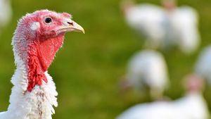 Focar de gripă aviară în Codlea (Brașov): 130.000 de curcani au fost îngropați duminică / Există suspiciuni că boala s-a extins și la o fermă cu un efectiv de peste 110.000 de păsări / „Ca să le incinerăm, ar fi trebuit să le transportăm 250 de kilometri”