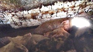 Aproximativ 30 de porci aflaţi într-un autocamion au murit după autovehiculul s-a răsturnat pe un drum național în județul Dolj