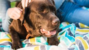 Cum recunoști o alergie alimentară la pisici si câini și ce soluții dietetice există: Sfaturile medicului veterinar