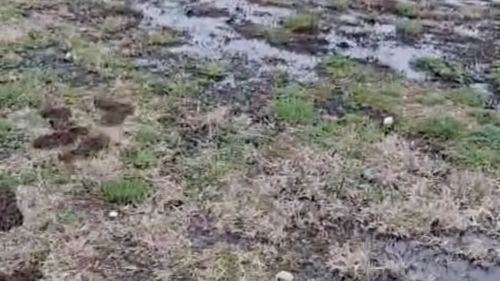 Poluare cu petrol în Parcul Municipal Ploieşti Vest / Primarul vrea să mute conductele Conpet