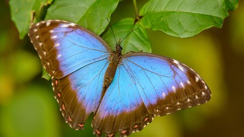 Expoziţie de fluturi exotici vii până pe 17 septembrie, la Muzeul Antipa