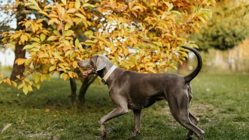Și animalele de companie trebuie pregătite pentru schimbarea sezonului / Sunt vitaminele și suplimentele indicate? Sfatul medicului veterinar Beatrice Ilea