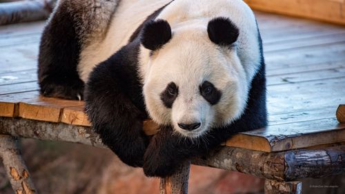 Finlanda vrea să returneze Chinei doi urși panda pentru că nu mai poate să îi întrețină / Urșii au fost împrumutați în 2018 pentru 15 ani