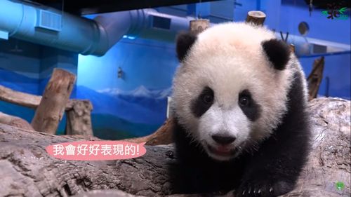 VIDEO Al doilea pui de panda gigant născut în Taiwan a fost prezentat publicului la Taipei Zoo