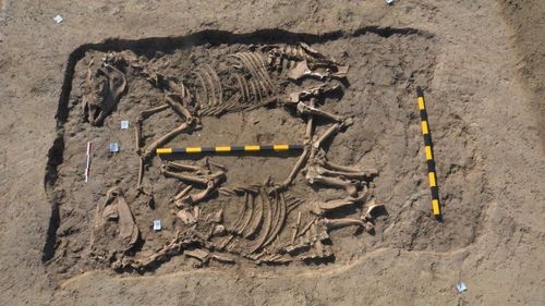 Descoperire arheologică inedită la Sfântu Gheorghe: scheletele unor cai preistorici / ”Ar putea fi vorba despre un grup mic de oameni, venit probabil din zona nordului Mării Negre, care au înmormântat caii pe malul râului Olt”