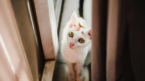 De ce urăsc pisicile ușile închise?