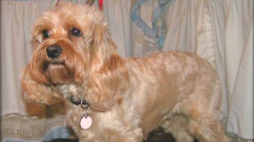 Proprietarii de câini „de rasă mixtă” semnalează mai multe comportamente problematice, avertizează medicii veterinari din Marea Britanie. Probleme similare în România