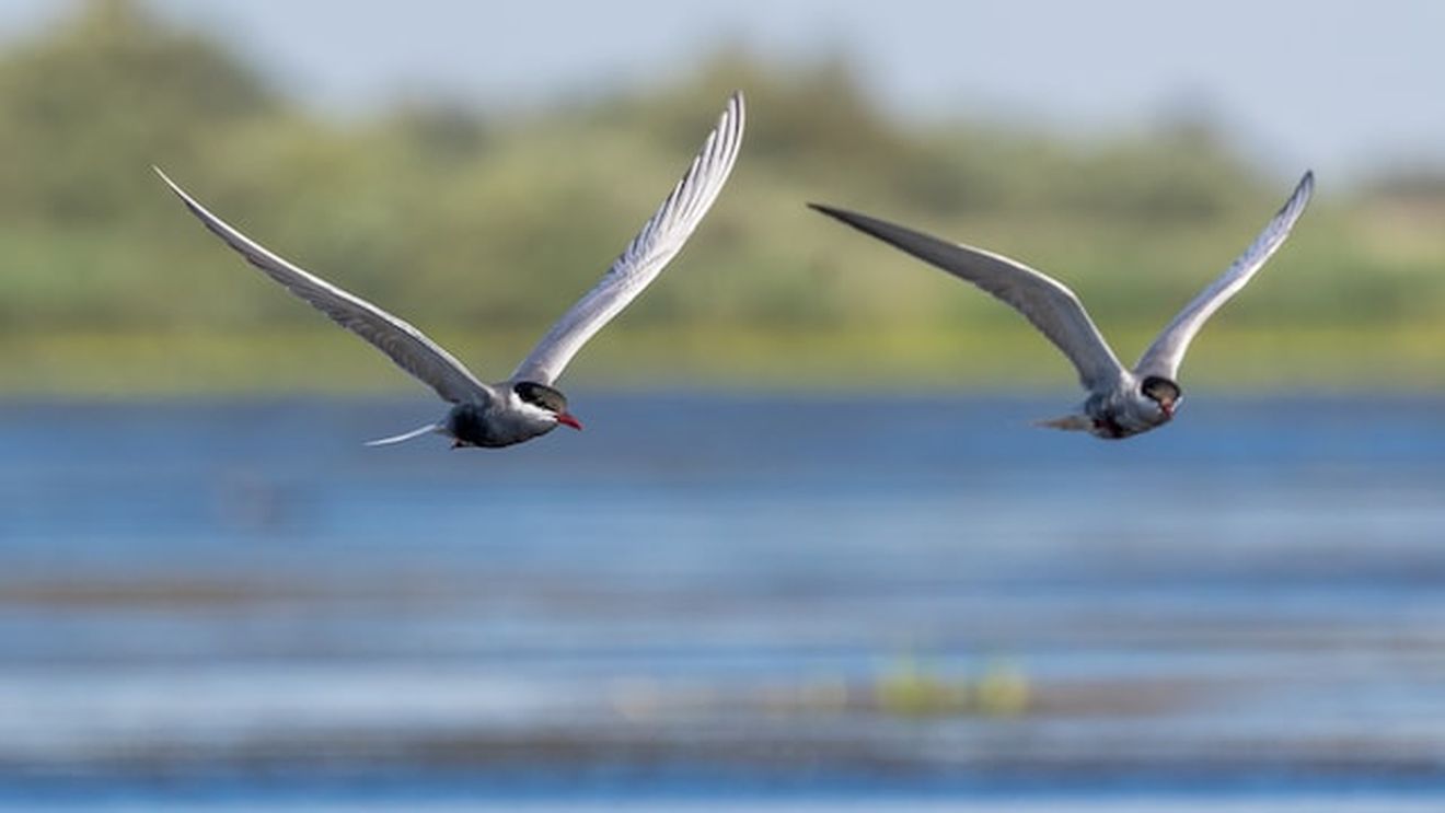 Specii noi de păsări observate în Parcul Natural Văcăreşti