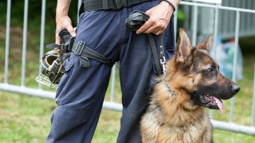 Un câine polițist, mușcat de un bărbat / S-a întâmplat în Germania, în timpul unei intervenții asupra unui grup de tineri agresivi