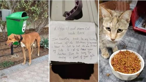 Ce se întâmplă cu animalele abandonate de stăpâni în Emiratele Arabe Unite. Să facem cunoștință cu îngerii lor păzitori / Cum a ajuns inițiativa „No Pet Left Behind” să mobilizeze mii de oameni în doar câteva zile