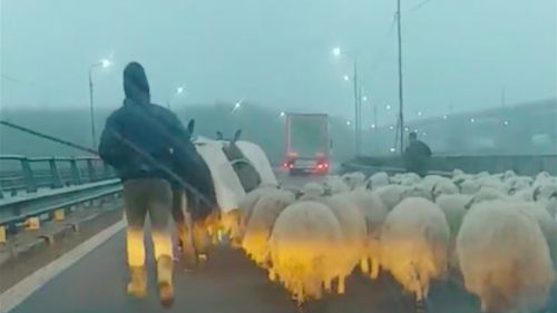 VIDEO Cu turmă de oi pe Autostrada Soarelui prin ceaţa densă. Cioban, către un şofer revoltat: „Brânza îţi place!?“