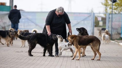 Doamna și vagabonzii: Simona Măntescu, îngerul celor 1.500 de câini din adăpostul de la Tomești / Interviu exclusiv: ”Câinii au dreptul la o viață demnă, iar noi suntem cei responsabili de demnitatea lor”