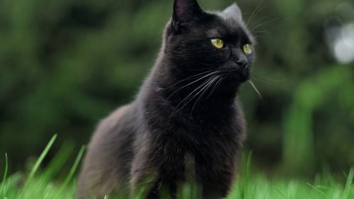 Superstiții în România: 16% dintre români încă fug de pisica neagră în timp ce tot mai multe animale sunt abandonate sau maltratate / Adevăratul pericol este prejudecata