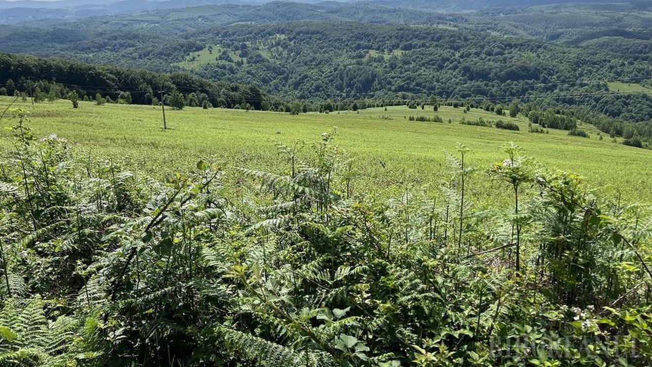 Consiliul Județean Bihor plătește peste un milion de euro  pentru tăierea ferigilor din ariile naturale din județ / ”E una dintre cele mai problematice specii invazive din pajiștile permanente ale României”