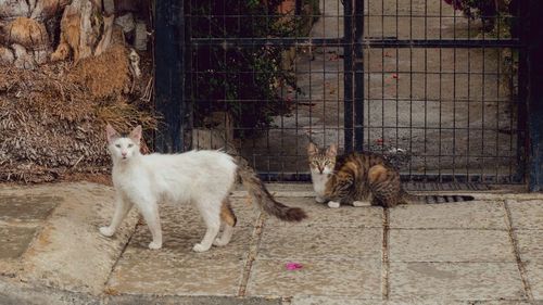 Bărbat din Vaslui reţinut de poliţişti după ce a agresat două pisici, pe fondul consumului de alcool / Una dintre pisici a murit