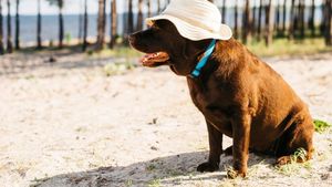 Animale care salvează planeta: Cum câinii, pisicile și aricii ne învață despre schimbările climatice