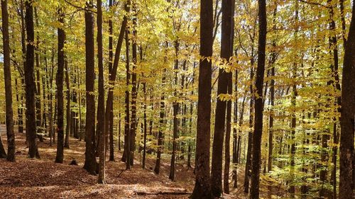 Proiect USR: Acces liber în pădure, inclusiv în afara zonelor amenajate şi traseelor marcate / Deputat USR: Vreţi să vă plimbaţi prin pădurile din România? În multe cazuri, veţi găsi drumuri blocate, bariere cu lacăt, semne de interzis