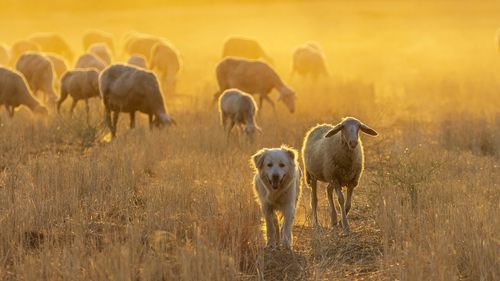 Australia are prea multe oi, iar fermierii le oferă gratuit / Supraoferta de carne de oaie a celui mai mare exportator mondial duce la prăbușirea prețurilor / Surplusul de efective s-a acumulat după mai mulți ani productivi, dar acum vine seceta
