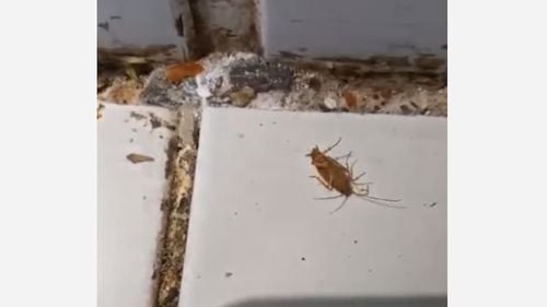 Restaurant chinezesc, închis la Iași de Protecția Consumatorilor / S-au găsit gândaci vii în bucătărie