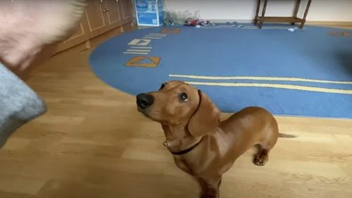 Câinii mici cu botul lung trăiesc mai mult decât cei de rasă mare cu botul scurt, arată un studiu din Marea Britanie