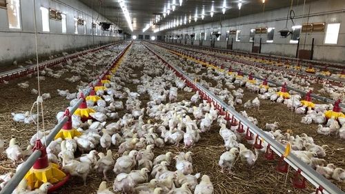 Focar de gripă aviară într-o fermă din Mureș, 180.000 de păsări sacrificate