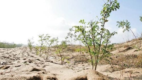 România, printre țările UE cele mai grav afectate de deșertificare/ 74% din suprafaţa Spaniei este supusă riscului de a deveni aridă