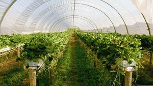 Proprietarii de sere din Ţările de Jos se tem că vor da faliment din cauza agravării crizei energetice / Olanda este al doilea mare exportator mondial de produse agricole