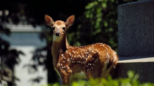 VIDEO Pui de căprioară, salvat dintr-un puț dezafectat, în Suceava