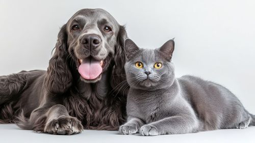 Animalele nu pot spune ce le doare: învață să recunoști primele semne ale problemelor articulare și să le previi eficient. Ghid complet pentru stăpânii de câini și pisici